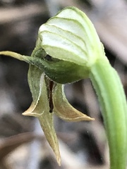 Pterostylis nutans