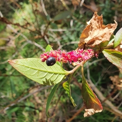 Phytolacca octandra