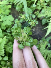 Pilea peploides major