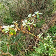 Phytolacca octandra