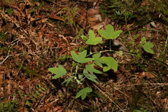 Passiflora subpeltata