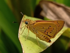 Cephrenes trichopepla