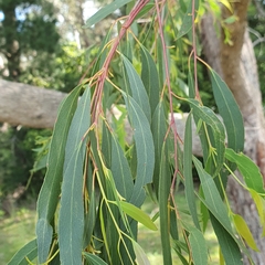 Eucalyptus radiata