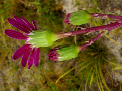 Senecio hastifolius
