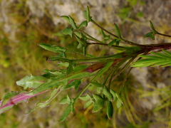 Senecio hastifolius