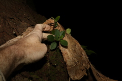 Peperomia leptostachya