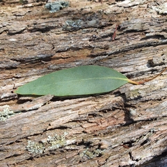 Eucalyptus radiata