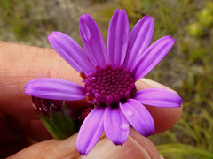 Senecio hastifolius