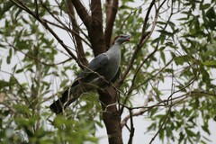 Lopholaimus antarcticus