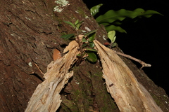 Peperomia leptostachya