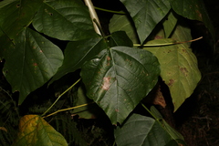 Erythrina ×sykesii