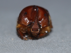 Blackburnium