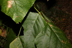 Erythrina ×sykesii
