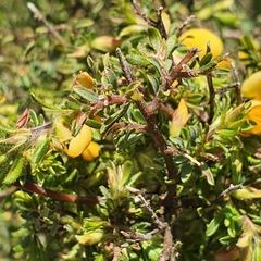 Eutaxia microphylla