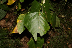 Erythrina ×sykesii