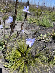 Aristea spiralis