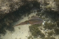 Sepioteuthis australis