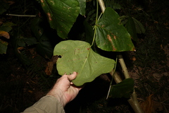 Erythrina ×sykesii