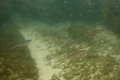 Sepioteuthis australis