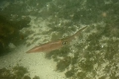 Sepioteuthis australis