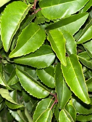 Prunus lusitanica