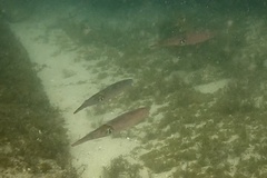 Sepioteuthis australis