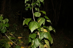 Erythrina ×sykesii