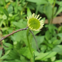 Erigeron karvinskianus