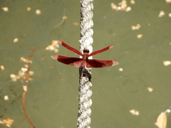 Neurothemis taiwanensis