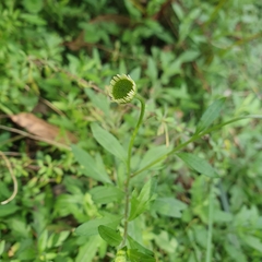 Erigeron karvinskianus
