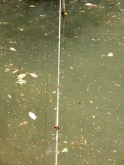 Neurothemis taiwanensis