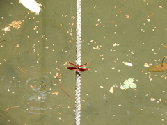 Neurothemis taiwanensis