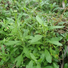 Erigeron karvinskianus