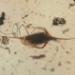 Daphnia lumholtzi