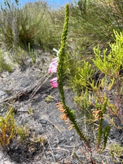 Erica colorans