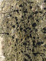 Bacidia schweinitzii