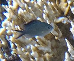 Chromis flavaxilla