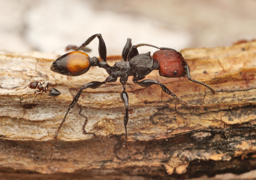 Podomyrma gastralisPodomyrma gastralis