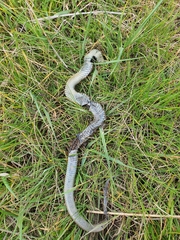 Pseudonaja textilis