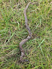 Pseudonaja textilis