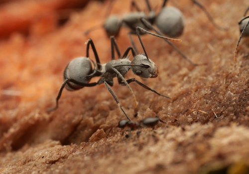 黑足多刺蚁Polyrhachis nigripes