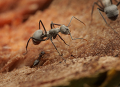 Polyrhachis nigripes