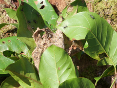 Polyrhachis nigripes