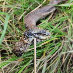Pseudonaja textilis