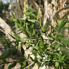 Melaleuca styphelioides