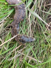 Pseudonaja textilis