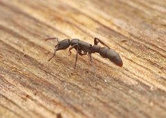 Platythyrea parallela