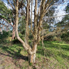 Melaleuca styphelioides