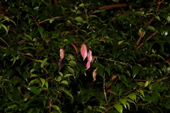 Syzygium luehmannii