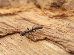 Platythyrea parallela